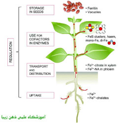 جذب و انتقال مواد در گیاهان 1 (متوسط)